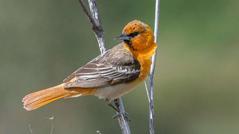 Bullock‘s oriole (Icterus bullockii)